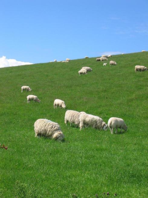 Scotland - sheep