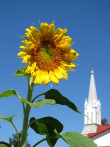 Zion - Sunflower 2013 Sun