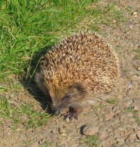 Scottish Hedgehog