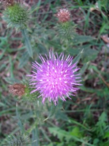 WI2 - Thistle