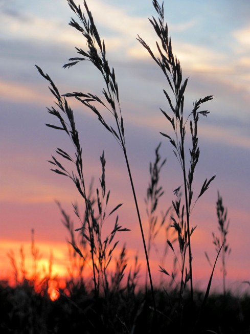 Sunset 2014 Grass