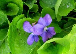 26 BB Flower - Violet Pair