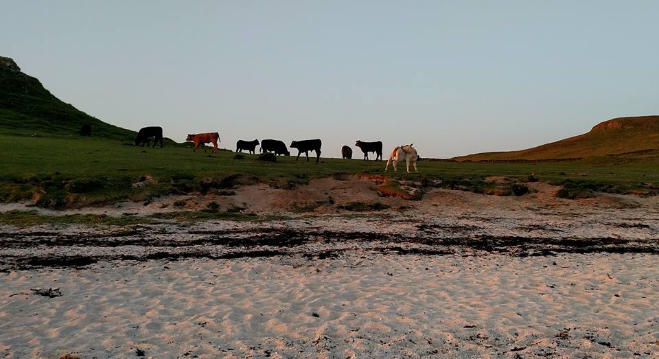 SW - cows on beach
