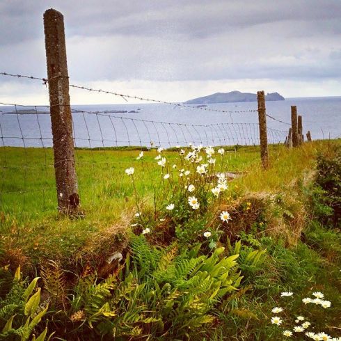 Ireland - daisies fence