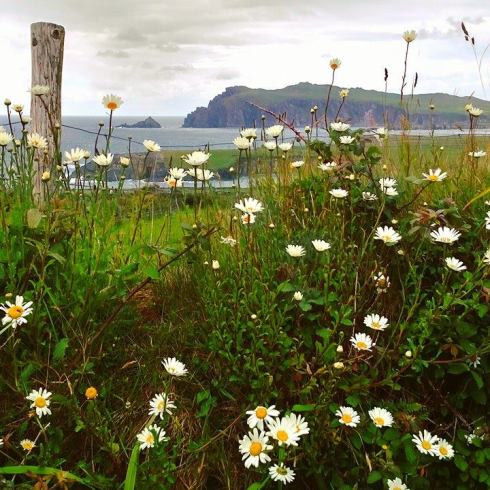 Ireland - daisy sea