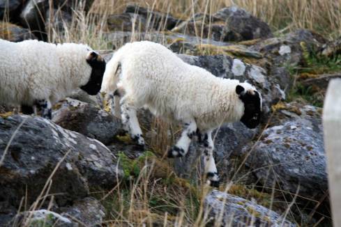 2018 - Kilmartin sheep